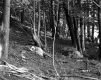Slope in Forest