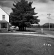 Tree by House