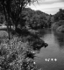 Trees by River