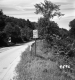 Trees Surrounding Road