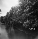 Trees by River