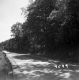 Trees by Road