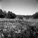 Barton Property, Meadow and Trees