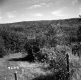 Barton Property, Forested Hills
