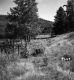 Barton Property, Fenced Fields and Forested Hills