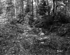 Brown Property, Forest View