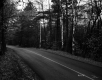 Hammond Property, Road through Forest