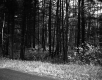 Hammond Property, Forest View