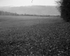 Hammond Property, Fenced Farm Fields
