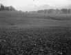 Hammond Property, Fenced Farm Fields