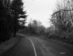 Hammond Property, Road through Forest