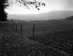 Hammond Property, Fenced Farm Fields