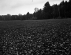 Hammond Property, Field and Forest
