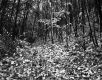 Harris Property, Forest View