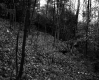 Harris Property, Forest View
