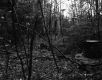 Harris Property, Forest View