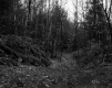 Harris Property, Forest View