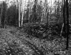 Harris Property, Forest View