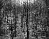 Harris Property, Forest View