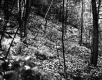 Harris Property, Forest View