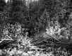 Croft Property, Forest View