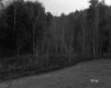 Britton Property, Forest View