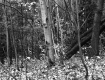 Britton Property, Forest View