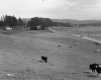 Britton Property, Grazing Cattle