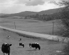 Britton Property, Grazing Cattle