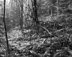 Harris Property, Forest View