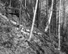 Croft Property, Forest View