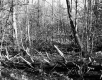 Croft Property, Forest View