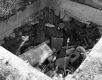 Croft Property, Spring Box