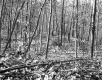 Beaudoin Property, Forest View