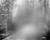 Beaudoin Property, Forest View