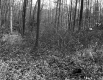 Beaudoin Property, Forest View