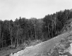 Bogni Property, Forested Hill