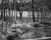 Gates Property, Field and Forest