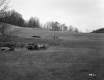 Gates Property, Farm Fields