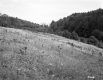 Gates Property, Field and Forest