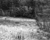 Gates Property, View toward Forest