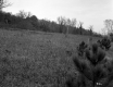 Squire Property, Field and Forest