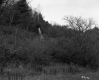 Squire Property, Field and Forest