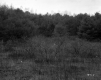 Squire Property, Field and Forest