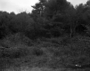 Squire Property, Field and Forest