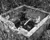 Burrington Property, Spring Box