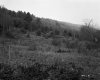 Burrington Property, Field and Forested Hills