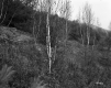 Burrington Property, Field and Forest