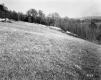 Burrington Property, Field and Forest