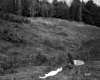 Staples Property, Field and Forest